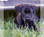 Small Photo #2 Labrador Retriever-Unknown Mix Puppy For Sale in San Diego, CA, USA