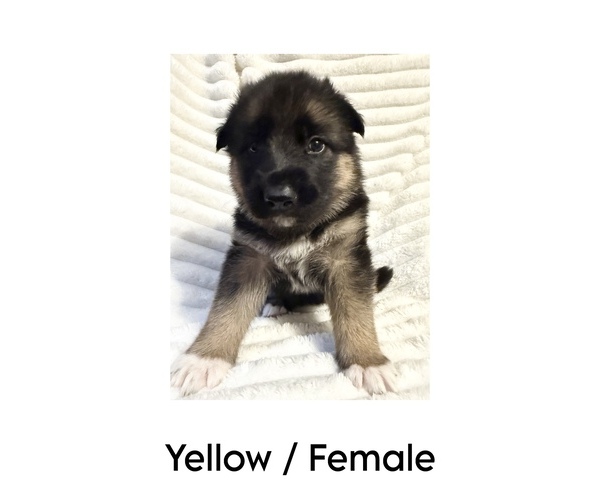 Medium Photo #3 German Shepherd Dog-Siberian Husky Mix Puppy For Sale in LANSING, MI, USA