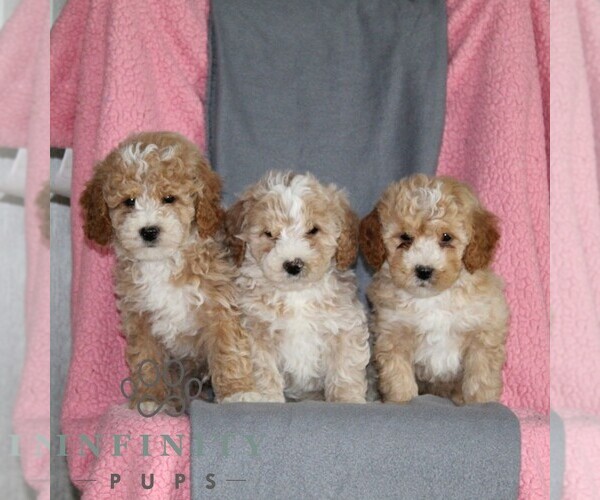 Medium Photo #2 Poodle (Miniature) Puppy For Sale in KIRKWOOD, PA, USA