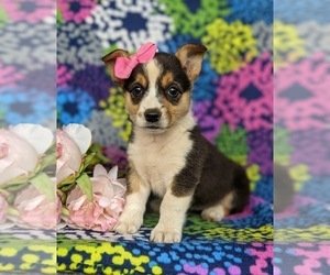 Pembroke Welsh Corgi Puppy for sale in GLEN ROCK, PA, USA