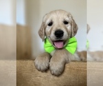 Small Photo #8 Golden Retriever Puppy For Sale in VICI, OK, USA