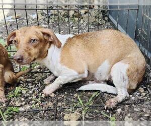 Mutt Dogs for adoption in San Antonio, TX, USA
