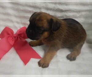 Brussels Griffon Puppy for sale in CENTRAL POINT, OR, USA