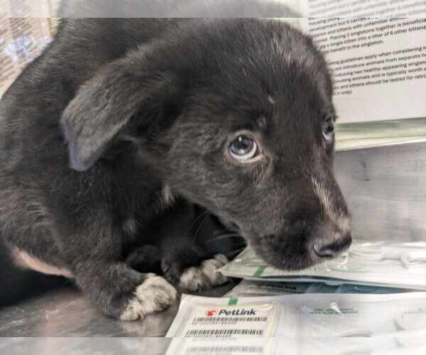 Medium Photo #1 Gerberian Shepsky Puppy For Sale in Santa Cruz, CA, USA