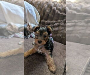 Yorkshire Terrier Puppy for sale in TALKING ROCK, GA, USA