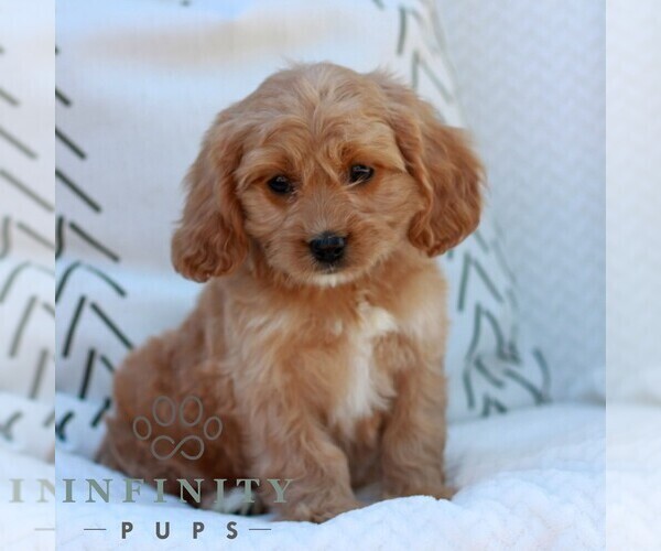 Medium Photo #2 Cavapoo (Miniature) Puppy For Sale in ELIZABETHTOWN, PA, USA
