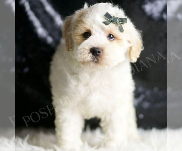 Medium Photo #69 Maltipoo (Miniature) Puppy For Sale in WARSAW, IN, USA