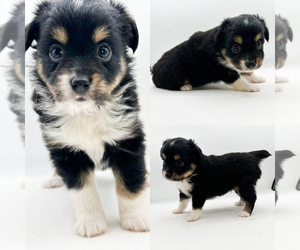 Miniature Australian Shepherd Puppy for sale in BROOKER, FL, USA