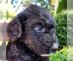 Small #2 F2 Aussiedoodle