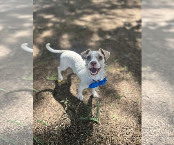 Medium Photo #1 Chihuahua-Parson Russell Terrier Mix Puppy For Sale in Phoenix, AZ, USA