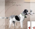 Small Photo #1 Bernedoodle Puppy For Sale in CLANTON, AL, USA