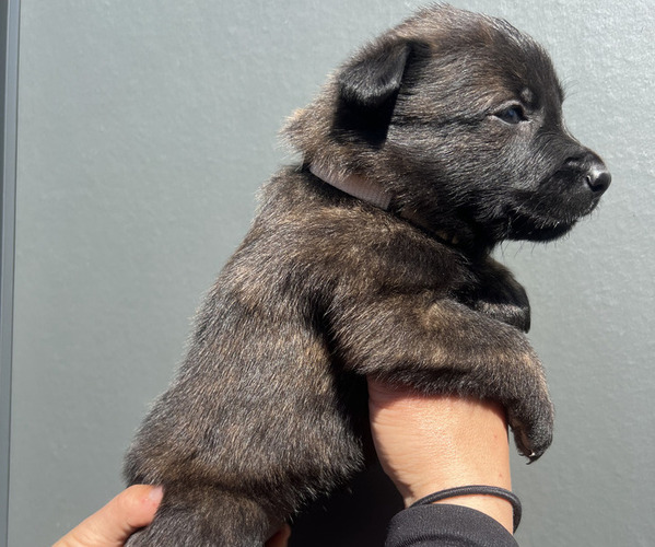 Medium Photo #1 Dutch Shepherd Dog Puppy For Sale in GLENVIEW, IL, USA