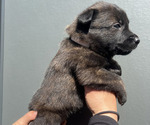 Small Photo #4 Dutch Shepherd Dog Puppy For Sale in GLENVIEW, IL, USA