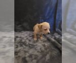 Small Photo #4 Chiweenie Puppy For Sale in PINSON, AL, USA