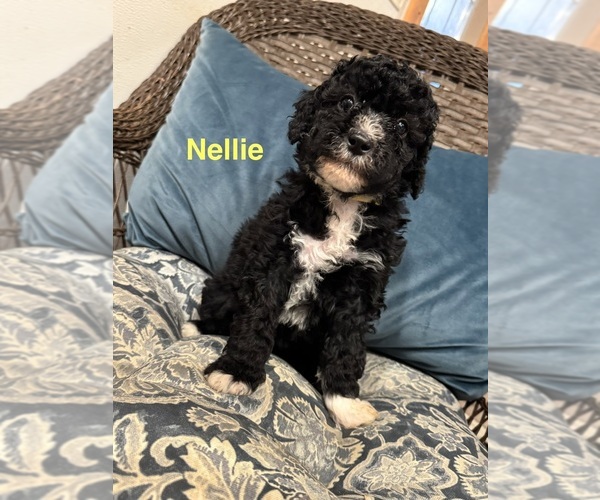 Medium Photo #1 Bernedoodle (Miniature) Puppy For Sale in PAXTON, IL, USA