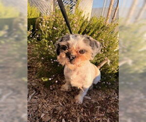 Shih Tzu Dogs for adoption in Lathrop, CA, USA