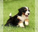 Small #3 Bernedoodle (Miniature)