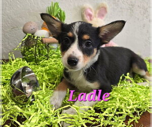 Mutt Dogs for adoption in Modesto, CA, USA