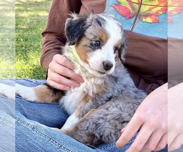 Medium Photo #2 Bernedoodle (Miniature) Puppy For Sale in ROY, UT, USA