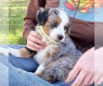 Small #1 Bernedoodle (Miniature)