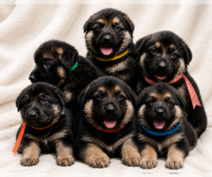 German Shepherd Dog Puppy for sale in SWANSBORO, NC, USA