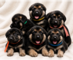 Image preview for Ad Listing. Nickname: Litter of 6
