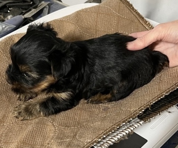 Medium Photo #5 Yorkshire Terrier Puppy For Sale in ARKOMA, OK, USA