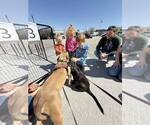 Small #4 American Pit Bull Terrier Mix