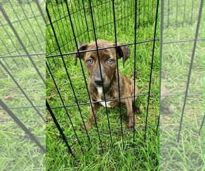 Labrador Retriever-Unknown Mix Dogs for adoption in SHERBURNE, NY, USA