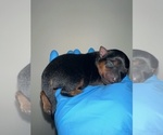 Small Photo #4 Yorkshire Terrier Puppy For Sale in PASSAIC, NJ, USA