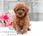 Small #2 Cavapoo (Miniature)