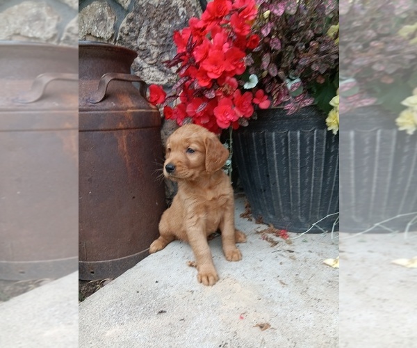 Medium Photo #10 Golden Retriever Puppy For Sale in GREENWOOD, WI, USA