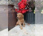 Puppy Bindi Golden Retriever