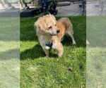 Small Poodle (Miniature) Mix