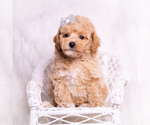 Small Photo #102 Poodle (Toy) Puppy For Sale in WARSAW, IN, USA