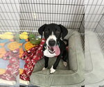 Small #3 Labrador Retriever Mix