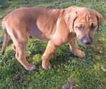 Small Photo #3 Shepradors Puppy For Sale in WOODLAND, WA, USA