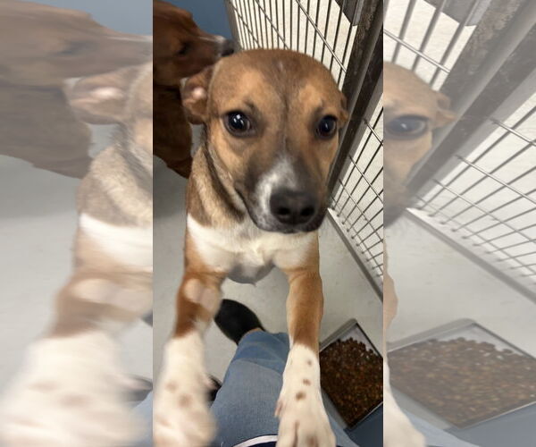 Medium Photo #1 Mutt Puppy For Sale in Pampa, TX, USA