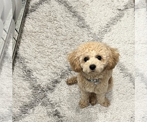 Poodle (Toy) Puppy for sale in VALLEY VILLAGE, CA, USA