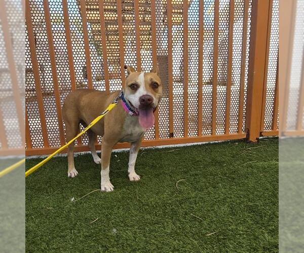 Medium Photo #2 Mutt Puppy For Sale in Las Vegas, NV, USA