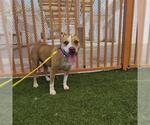 Small #1 Mutt