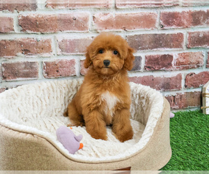 Poodle (Miniature) Puppy for sale in SYRACUSE, IN, USA