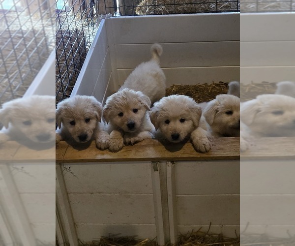 Medium Photo #8 Maremma Sheepdog Puppy For Sale in ROCHELLE, IL, USA