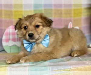 Beagle-Pom-A-Pug Mix Puppy for sale in LANCASTER, PA, USA