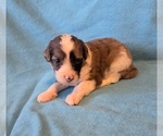 Small Aussiedoodle