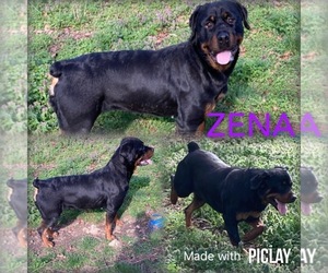 Zuchon Puppy for sale in SHELL KNOB, MO, USA