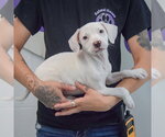 Small #1 Colonial Cocker Spaniel-English Setter Mix