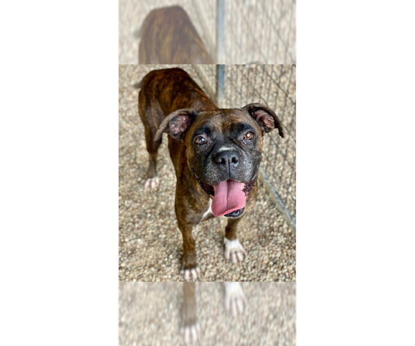 Medium Photo #1 Boxer Puppy For Sale in Austin, TX, USA