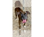 Parton - Female Boxer Dog for Adoption - Small photo