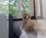 Small #14 Golden Retriever